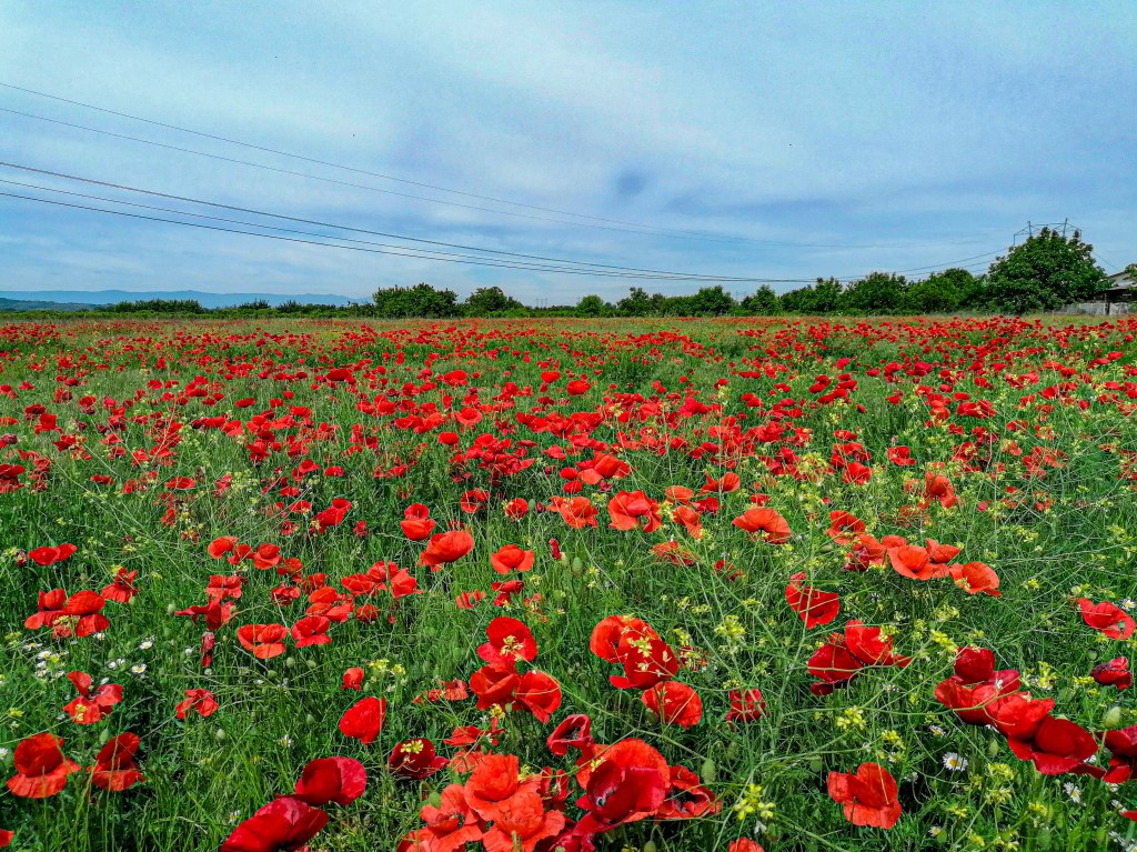 Макови полета, Пловдивска област