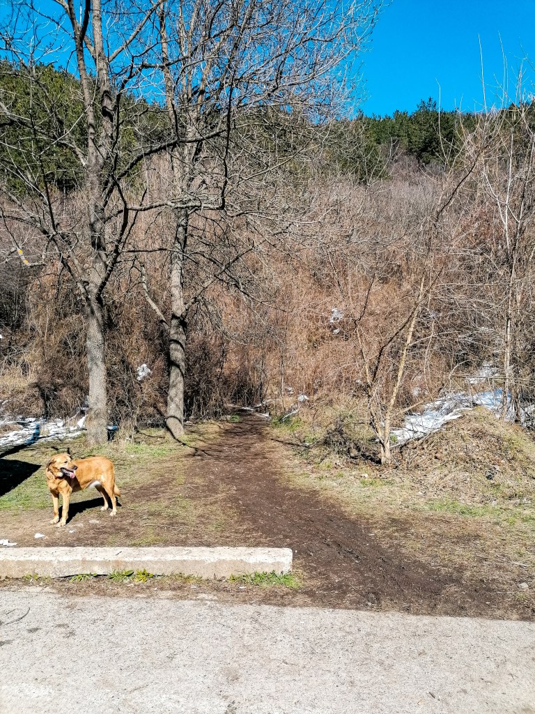 Откъде се тръгва за пейката над Панчарево?